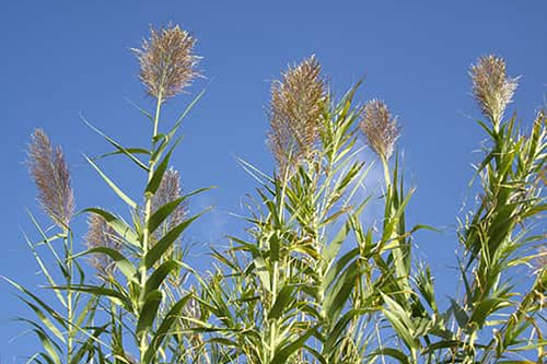 Boost Your Health with the Giant Reed Plant