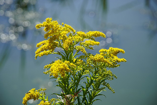 The Goldenrod Plant’s Surprising Health Benefits