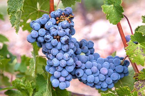 Vitis Vinifera: Discover the Surprising Health Secrets