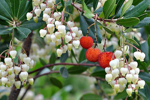 Is the Arbutus Plant the Secret to Better Health?