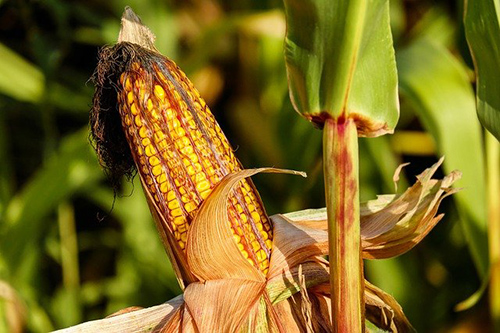 Indian Corn Health Benefits