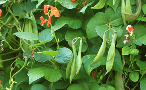 Kidney Bean Plant: Your Secret Weapon for Better Health