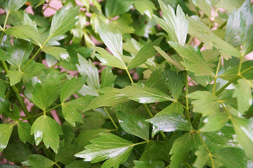 Demystifying The Lovage Plant