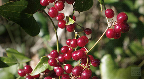 Sarsaparilla Plant Health Benefits