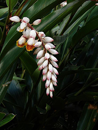spiked alpinia benefits