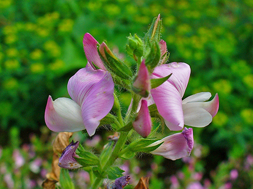 Spiny Restharrow: Discover the Secrets