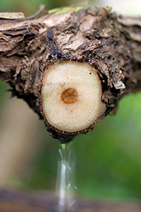 vitis vinifera sap 
