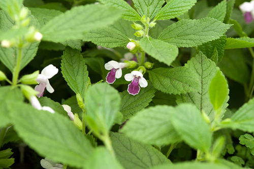Wild Balm: Nature’s Remedy for Your Health Concerns
