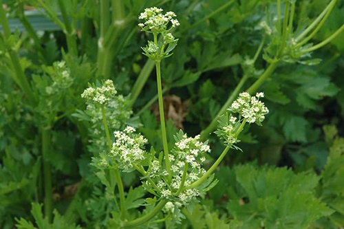 Is Wild Celery the Next Superfood?