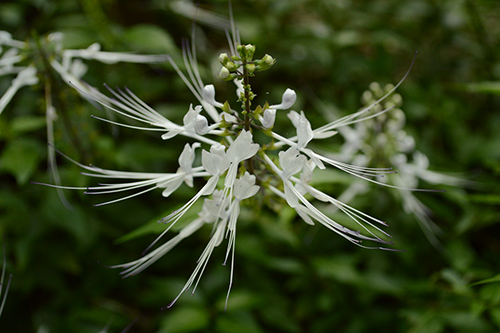 Boost Your Health with Orthosiphon Tea