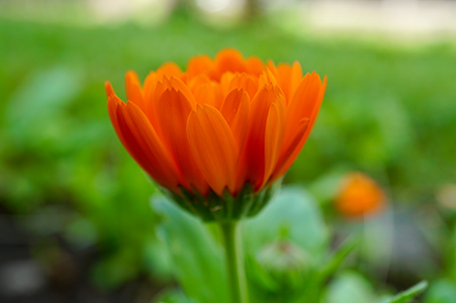Essential Guide to Calendula’s Health Benefits