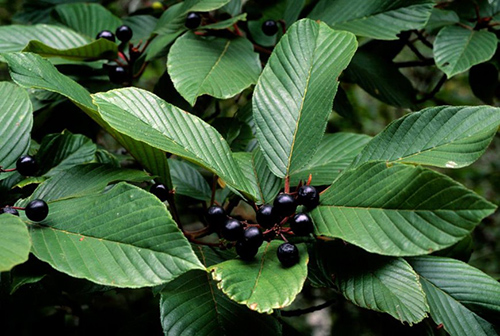 Cascara Sagrada: Experience the Transformative Benefits