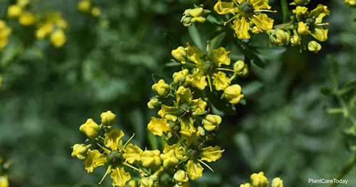 Common Rue: Unlock Potential Healing Benefits