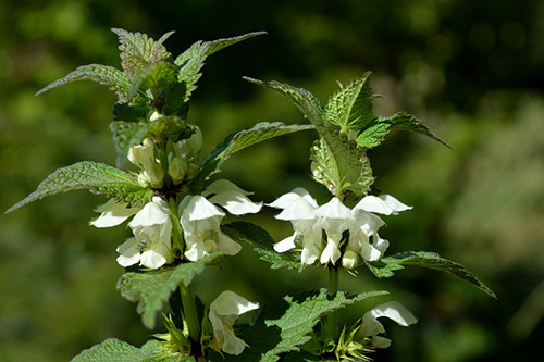 Unlock the Secrets of the Dead Nettle Plant