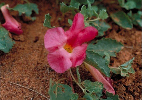 Devil’s Claw Plant: Discover the Potential Health Benefits