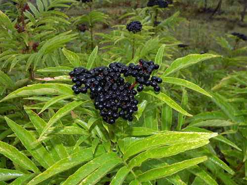 Dwarf Elder: Exploring its potential health benefits