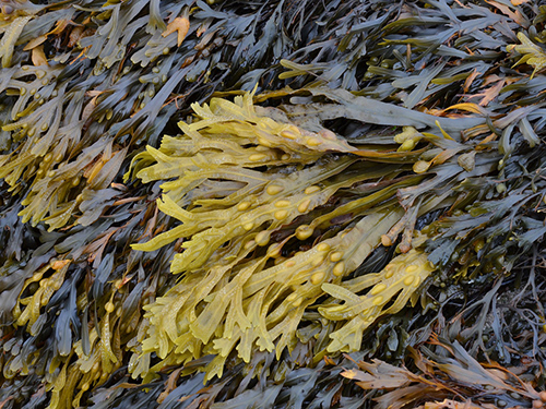 Discover the Transformative Power of Fucus Vesiculosus