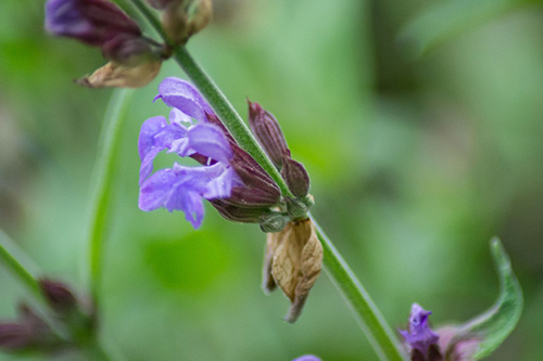 Garden Sage Health Benefits