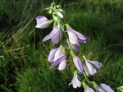 Discover the Potential of Goats Rue