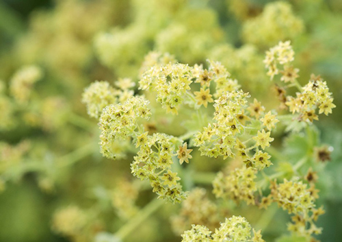 Discover the Secrets of the Lady’s Mantle Plant