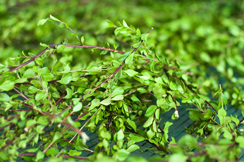 Buchu Leaves: Are They the Health Secret You’ve Been Missing?