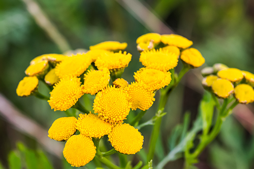 The Tansy Plant: Unlocking Potential Benefits