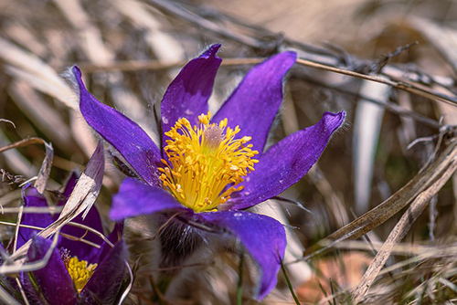 Explore the Wonders of Pasque Flower