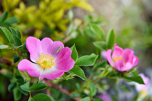Rosa Canina: Discover the Surprising Health Benefits