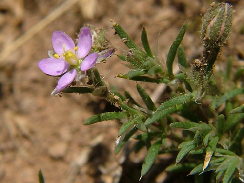 Sand Spurry Plant Health Benefits