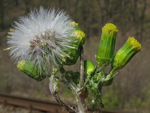 Boost Your Health with Common Groundsel