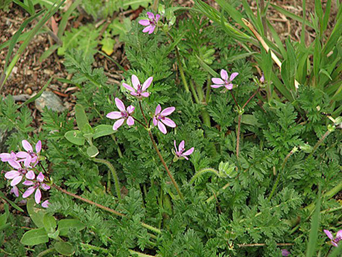 Storksbill Weed: Nature’s Remedy for Common Health Woes