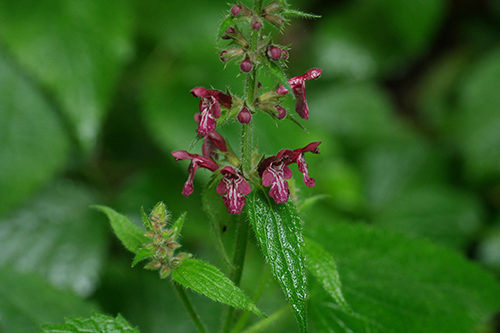 Boost Your Health with the Wild Betony Plant