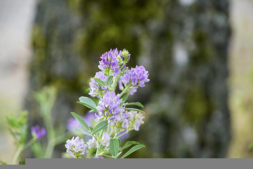 Insider Secrets: The Alfalfa Advantage for Optimal Health