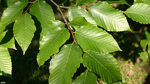 Revitalize Your Health with American Beech