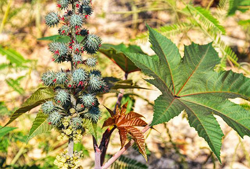 Castor Bean Plant: Discover the Surprising Health Benefits
