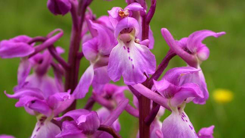 The Amazing Early Purple Orchid Plant