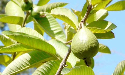 Guava Tree: The Ancient Remedy You Need to Know About