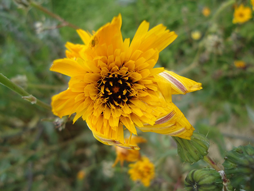 Mouse Ear Hawkweed: The Underrated Plant with Hidden Healing Powers