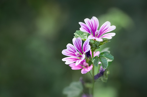 Discover the healing power of the High Mallow plant