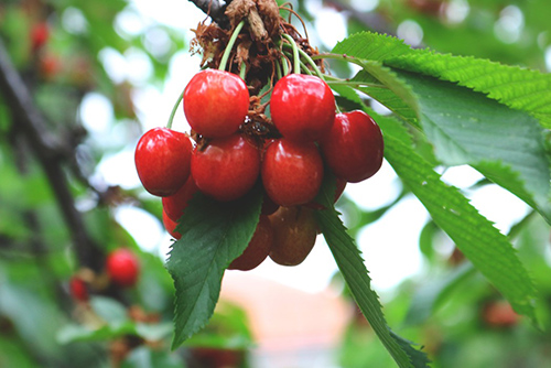 The Rowan Plant: Nature’s Secret Weapon for Optimal Health