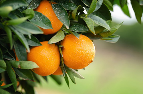 Orange Tree: Discover the Surprising Health Benefits