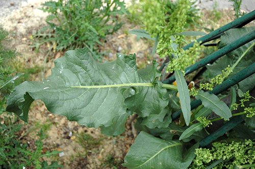 Patience Dock Health Benefits