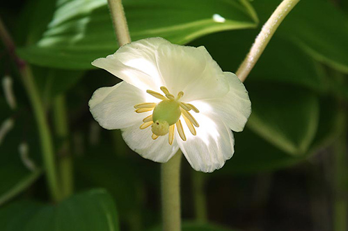 Discover the Mayapple Plant’s Health Potential