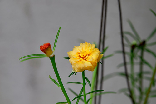Purslane Plant Packs a Healthy Punch