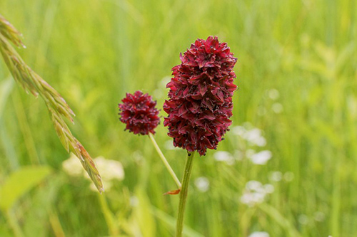 The Amazing Greater Burnet Plant: Nature’s Remedy