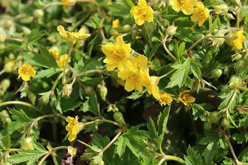 The Powerful Tormentil Plant: Nature’s Remedy