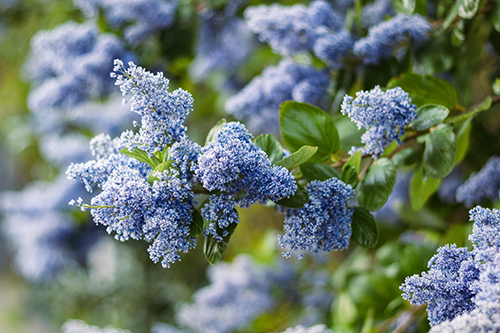 New Jersey Tea Ceanothus Americanus – Amazing Health Benefits