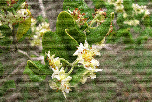 Boldo Plant: Nature’s Medicine Cabinet