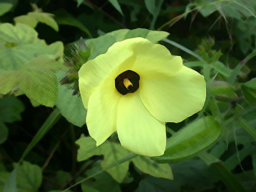 Abelmosk Plant Health Benefits