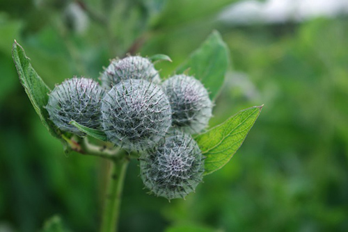 Amazing Agrimony Flower Essence Benefits